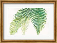 Framed Ferns III Square