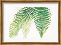 Framed Ferns III Square