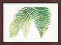 Framed Ferns III Square