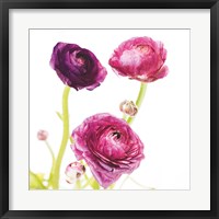 Framed Spring Ranunculus I