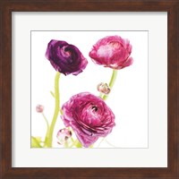 Framed Spring Ranunculus I