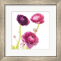 Framed Spring Ranunculus I