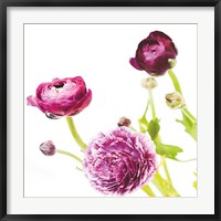Framed Spring Ranunculus II
