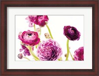 Framed Spring Ranunculus IV