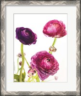 Framed Spring Ranunculus V