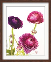Framed Spring Ranunculus V