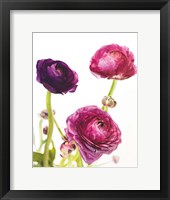Spring Ranunculus V Framed Print