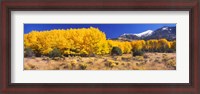 Framed Golden Aspen Trees, Colorado