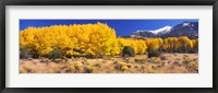 Framed Golden Aspen Trees, Colorado
