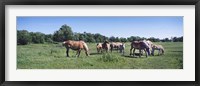 Framed Belgium horses in a Minnesota field