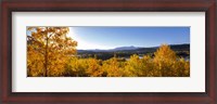 Framed Trees at Oxbow Bend, Grand Teton National Park, Wyoming