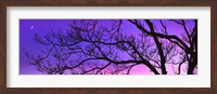 Framed Tree at Dusk, Purple Sky
