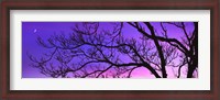 Framed Tree at Dusk, Purple Sky