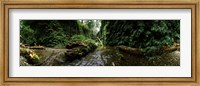 Framed Fern Canyon, Redwood National Park