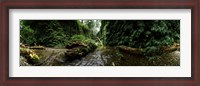 Framed Fern Canyon, Redwood National Park