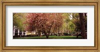 Framed Cherry blossom in  Madison Square Park, New York