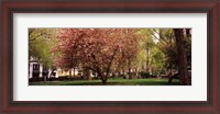 Framed Cherry blossom in  Madison Square Park, New York
