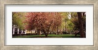 Framed Cherry blossom in  Madison Square Park, New York