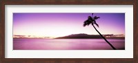 Framed Palm Tree on Purple, Maui, Hawaii