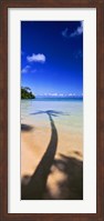 Framed Palm Tree Shadow, Tahiti, French Polynesia