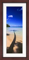 Framed Palm Tree Shadow, Tahiti, French Polynesia