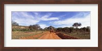 Framed Elephant in Tsavo East National Park, Kenya