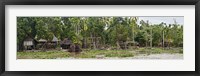 Framed Houses on the Bank of the Sepik River, Papua New Guinea