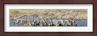 Framed Burchell's Zebras, Etosha National Park, Namibia