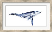 Framed Whale Portrait I