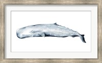 Framed Whale Portrait II