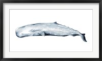 Framed Whale Portrait II