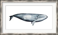 Framed Whale Portrait III