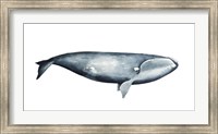 Framed Whale Portrait III
