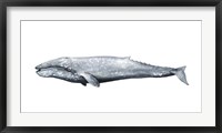 Whale Portrait IV Framed Print