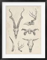 Skull & Antler Study I Framed Print