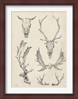 Framed Skull & Antler Study II