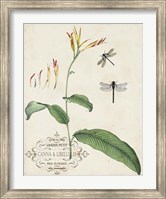 Framed Canna & Dragonflies I