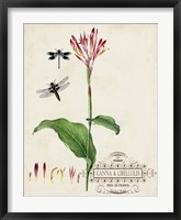 Framed Canna & Dragonflies II