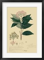 Descubes Tropical Botanical I Framed Print