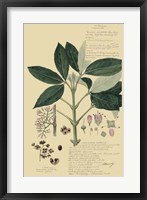Descubes Tropical Botanical II Framed Print