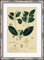 Framed Descubes Tropical Botanical IV