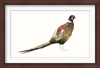 Framed Watercolor Pheasant I