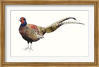 Framed Watercolor Pheasant II