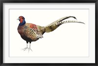 Framed Watercolor Pheasant II