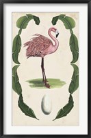 Framed Antiquarian Menagerie - Flamingo I