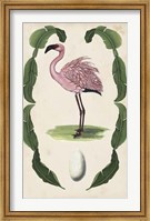Framed Antiquarian Menagerie - Flamingo II
