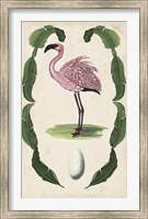 Framed Antiquarian Menagerie - Flamingo II