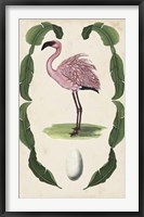 Antiquarian Menagerie - Flamingo II Framed Print