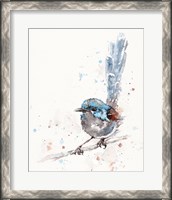 Framed Mischief in the Making (Variegated Fairy Wren)