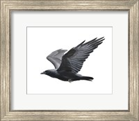 Framed Raven